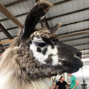 Meet your Posher, Annabelle